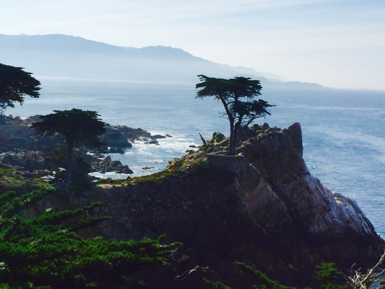 The famous lone cypress tree in Carmel, California